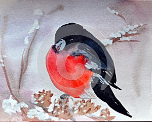 Winter bullfinch on spruce with snow at winter