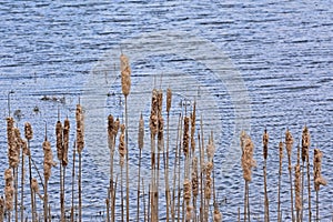 Winter bullrush reed along the water