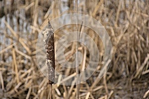 Winter bullrush reed coseup