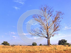 Winter in the Bushveld