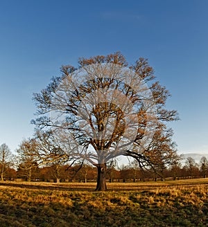 Winter in Bushy Park