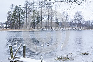 Winter calm landscape on a river with a white swans and pier. Finland, river Kymijoki