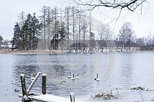 Winter calm landscape on a river with a white swans and pier. Finland, river Kymijoki