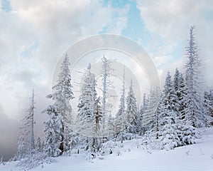 Winter calm mountain landscape with snowfall ang beautiful fir trees on slope (Kukol Mount, Carpathian Mountains, Ukraine