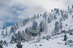 Winter calm mountain landscape. Splendid snow-covered mountains view with beautiful fir trees on slope