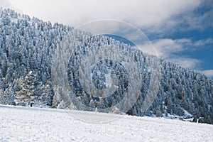 Winter calm mountain landscape. Splendid snow-covered mountains view with beautiful fir trees on slope