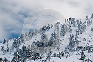 Winter calm mountain landscape. Splendid snow-covered mountains view with beautiful fir trees on slope