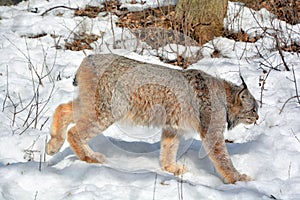 In winter Canada lynx or Canadian lynx