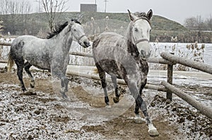 Winter canter