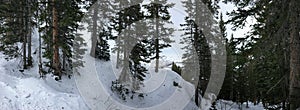 Winter canyon ski shoot views in trees around Wasatch Front Rocky Mountains, Brighton Ski Resort, close to Salt Lake and Heber Val