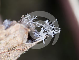 Winter card, photo real snowflakes