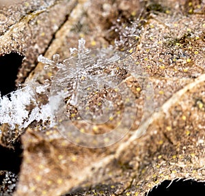 Winter card, photo real snowflakes