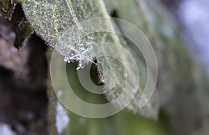 Winter card, photo real snowflakes