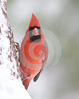 Winter cardinal clinging to the side of a tree