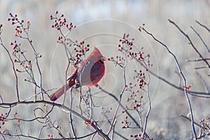 Winter cardinal