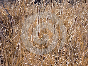 Winter cat tails in a western Colorado wetlands area