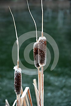 Winter Cattails with Snow Frost