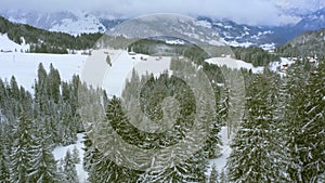 Winter cedar forest in Amden, Switzerland. Famous ski resort