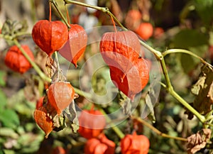 Winter Cherry, physalis peruviana fruits harvest. Physalis flowers, Ground Cherry or Winter Cherry photo