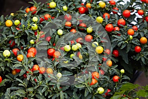 Winter cherry plant or Jerusalem cherry Solanum Pseudocapsicum, ornamental plant for Christmas.