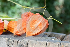 Winter cherry ripened ornamental fruit on wooden stump photo