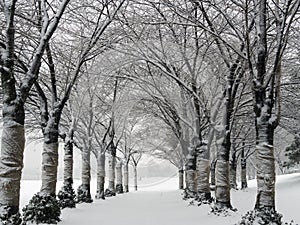 Winter Cherry Trees in Burlington Ontario, Canada