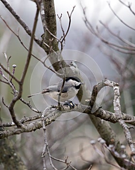 Winter Chickadee