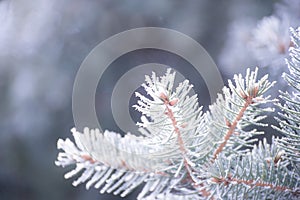 Winter and Christmas Background. Close-up Photo of Fir-tree Branch Covered with Frost.