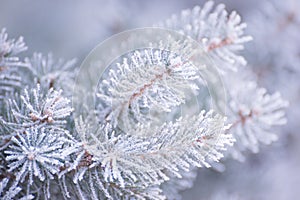 Winter and Christmas Background. Close-up Photo of Fir-tree Branch Covered with Frost.