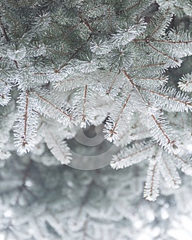 Winter and Christmas Background. Close-up Photo of Fir-tree Branch Covered with Frost.