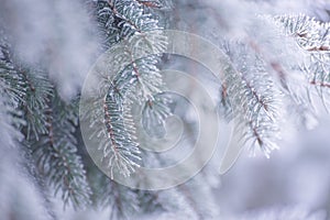 Winter and Christmas Background. Close-up Photo of Fir-tree Branch Covered with Frost.