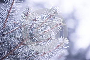 Winter and Christmas Background. Close-up Photo of Fir-tree Branch Covered with Frost.