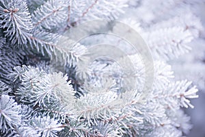 Winter and Christmas Background. Close-up Photo of Fir-tree Branch Covered with Frost.