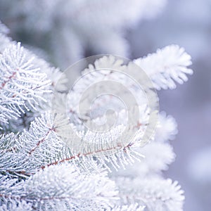 Winter and Christmas Background. Close-up Photo of Fir-tree Branch Covered with Frost.