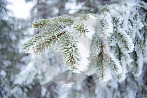 Winter and Christmas Background. Close-up Photo of Fir-tree Branch Covered with Frost and Snow.