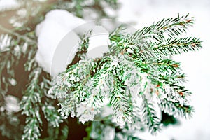 Winter and Christmas Background. Close-up Photo of Fir tree Branch Covered with Frost Snow Rime. landscape in the park