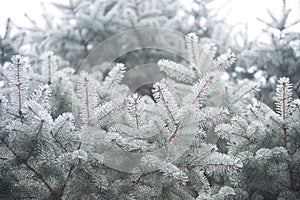 Winter and Christmas Background. Close-up Photo of Fir-tree Branch Covered with Frost.