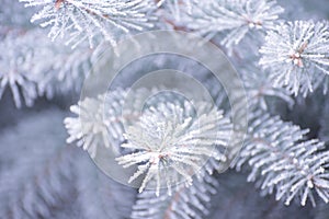 Winter and Christmas Background. Close-up Photo of Fir-tree Branch Covered with Frost.