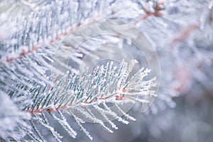 Winter and Christmas Background. Close-up Photo of Fir-tree Branch Covered with Frost.