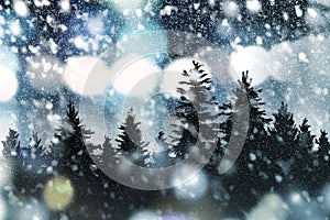 Winter and Christmas background design of pine tree and snow falling