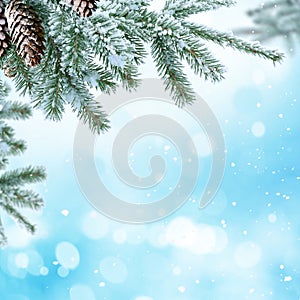 Winter Christmas background with fir tree branch