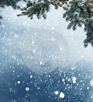 Winter Christmas background with fir tree branch and cones