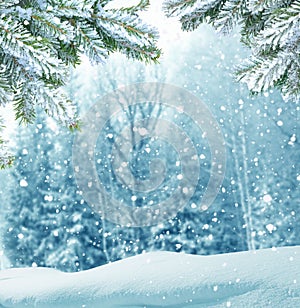 Winter Christmas background with fir tree branch