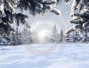 Winter Christmas background with fir tree branch