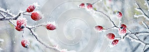 Winter and Christmas background with frost-covered red rose berries on a light blurred background during a snowfall