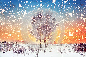 WInter Christmas background. Magic snowflakes fall on snowy meadow with trees. Xmas landscape