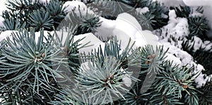 Winter and Christmas Background. Pine branch tree under snow. Fir-tree branches of conifer tree in snow for New Year close-up.