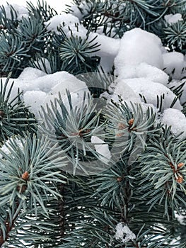 Winter and Christmas Background. Pine branch tree under snow. Fir-tree branches of conifer tree in snow for New Year close-up.