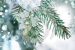 Winter christmas background with snow fir branches cones on forest background. Pine branches with hoarfrost. green colors, winter