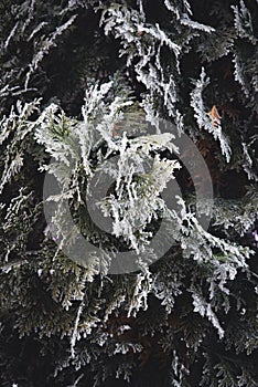 Winter and christmas border.